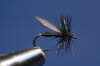 BlackAnt