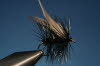 41. The Blue Bottle or House Fly