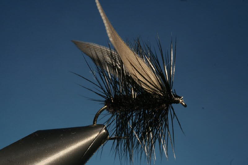 41. The Blue Bottle or House Fly