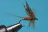 Hoflandfliege (1)