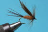 Ziegenfliege (Schneiders Aitelfliege)