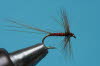 Rotspinner (�schenfliege)