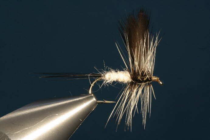 Coffin Fly