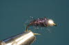 French Nymph 14