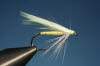 34. The Gold-Eyed Gauze Wing