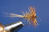 Gold Ribbed Hares Ear