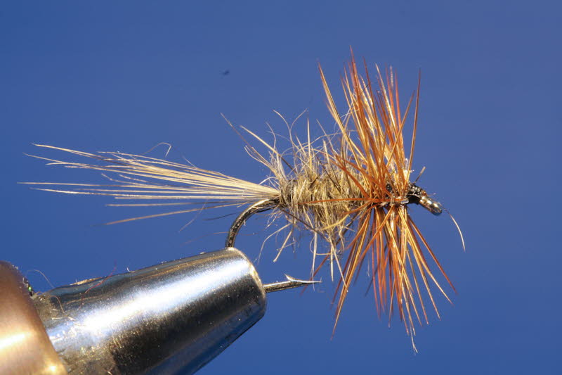 Gold Ribbed Hares Ear