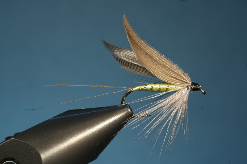 10. Golden Dun Midge - Die goldbraune Mcke