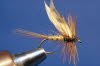 March Brown - M�rzbraune