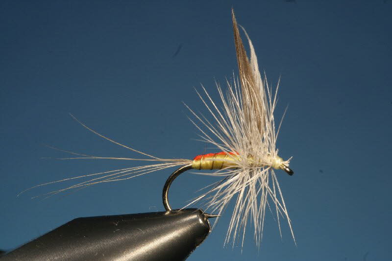 29. The Orange Dun