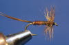 Pheasant Tail 