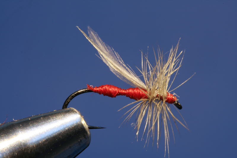 RedAnt - rote Ameise
