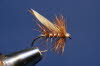 Silver Sedge