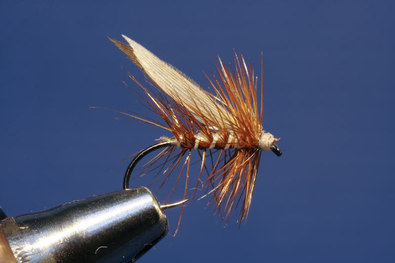 Silver Sedge