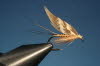 22. Turkey Brown Fly