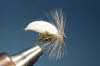 White Sedge