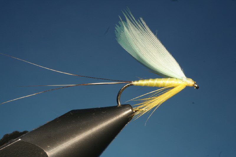 24. Yellow Sally