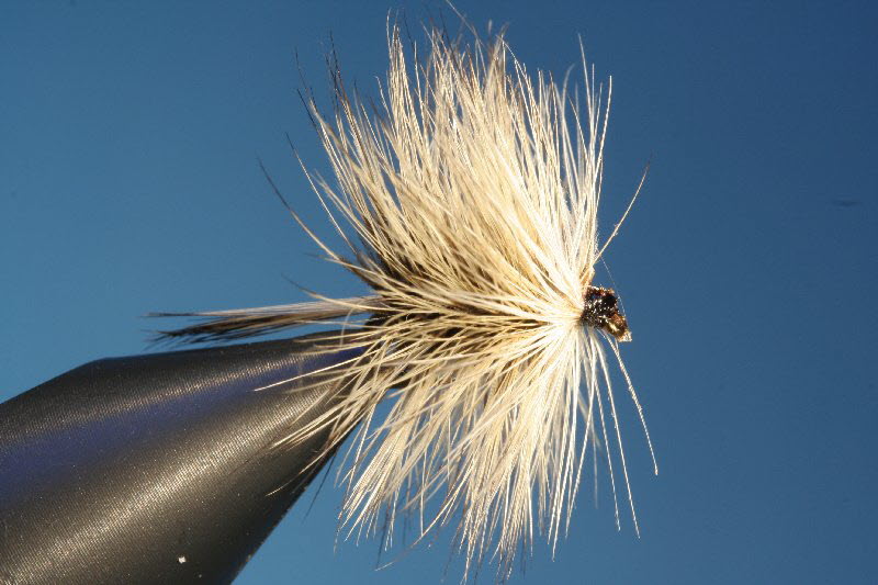 Badger Palmer