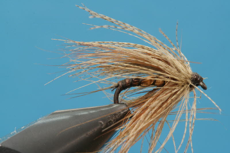 spinnenartige Maifliege 2