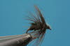 Black Spider