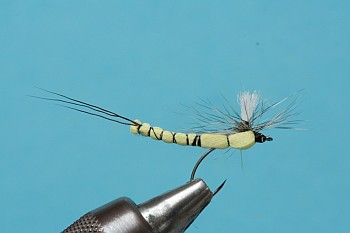 fertige Extended Body