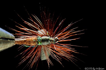 Thorax von unten