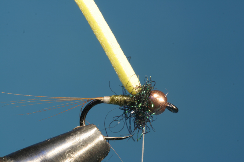 Thorax Dubben