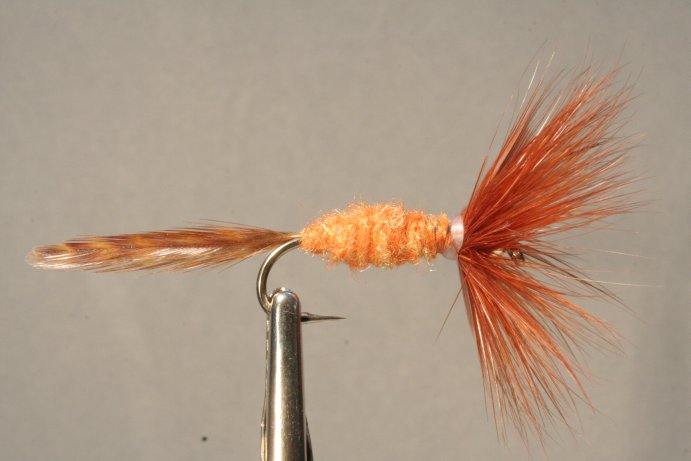 orange Medusa