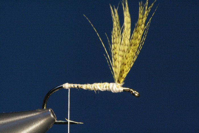 Schwanzansatz